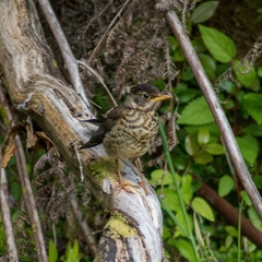 Turdus falcklandii magellanicus