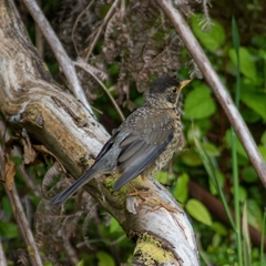 Turdus falcklandii magellanicus