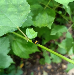 Phymatostetha deschampsi