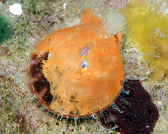 Laevichlamys squamosa