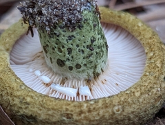Lactarius atroviridis