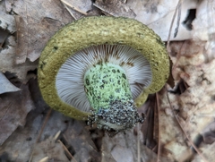 Lactarius atroviridis