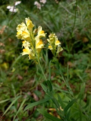 Linaria acutiloba