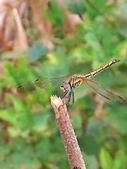 Trithemis