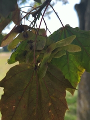 Acer rubrum