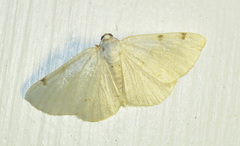 Lomographa bimaculata