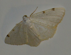 Lomographa bimaculata