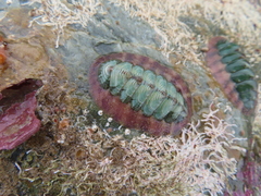 Onithochiton neglectus