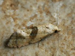 Cochylidia implicitana