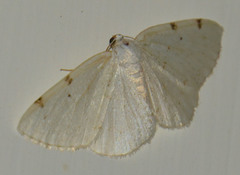 Lomographa bimaculata