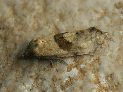 Cochylidia implicitana