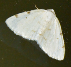 Lomographa bimaculata