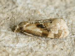 Phalonidia manniana