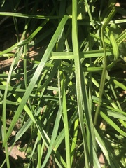 Eleusine indica