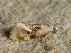 Phalonidia manniana