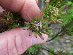Leucadendron linifolium