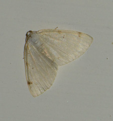 Lomographa bimaculata