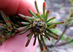 Leucadendron linifolium