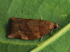 Pandemis cinnamomeana