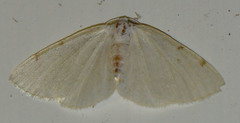 Lomographa bimaculata