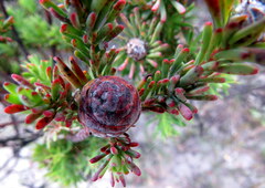Leucadendron linifolium