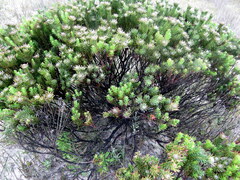 Leucadendron linifolium