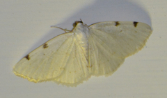 Lomographa bimaculata