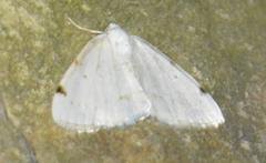 Lomographa bimaculata