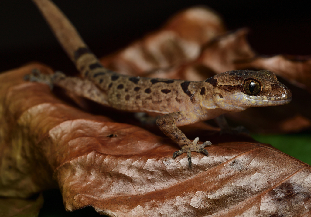 Gialai Bent-Toed Gecko