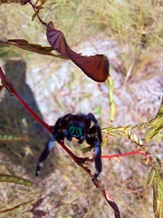 Phidippus regius