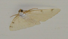 Lomographa bimaculata