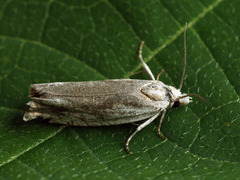 Eucosma