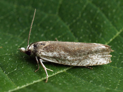 Eucosma