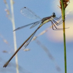 Lestes vigilax