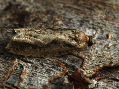 Epinotia