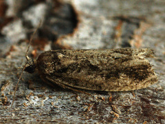 Epinotia