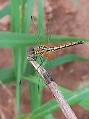 Trithemis