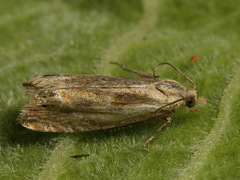 Eucosma