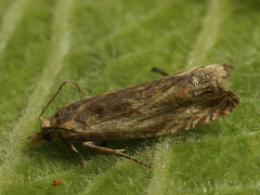 Eucosma