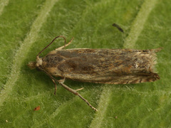 Eucosma