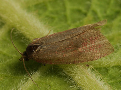 Celypha