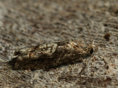 Epinotia