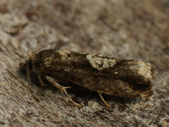 Epinotia