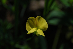 Lathyrus annuus