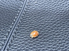 Harmonia axyridis
