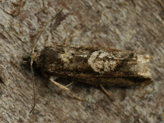 Epinotia
