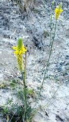 Dalea aurea