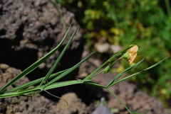 Lathyrus annuus
