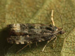 Endothenia