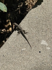 Sceloporus occidentalis